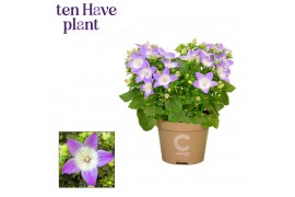 Campanula isoph. berlin bicolor
