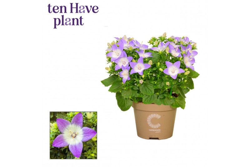 Campanula isoph. berlin bicolor 