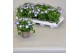 Campanula isoph. berlin bicolor 