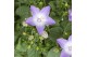 Campanula isoph. berlin bicolor 