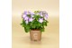 Campanula isoph. berlin bicolor 