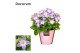Campanula isoph. berlin bicolor decorum 