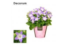 Campanula isoph. berlin bicolor decorum