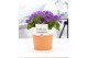 Campanula port. porto longlife pure terracotta 