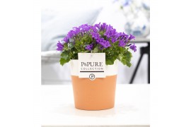 Campanula port. porto longlife pure terracotta