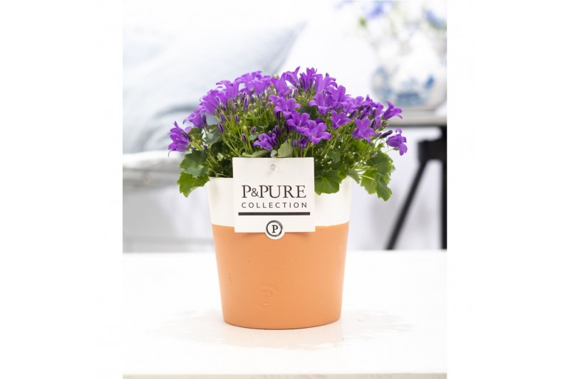 Campanula port. porto longlife pure terracotta 