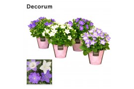Campanula isoph. mix decorum