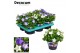 Campanula isoph. mix decorum 