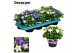 Campanula isoph. mix decorum 