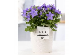 Campanula isoph. napoli pure juliette
