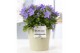 Campanula isoph. napoli pure juliette 