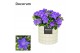 Campanula isoph. napoli decorum lauren 