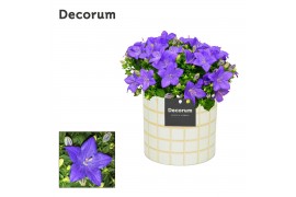 Campanula isoph. napoli decorum lauren