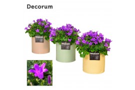 Campanula port. porto longlife decorum zinc