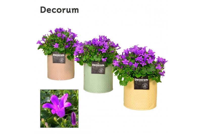 Campanula port. porto longlife decorum zinc 