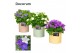 Campanula mix decorum zinc 