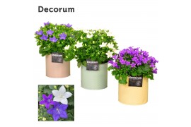 Campanula mix decorum zinc