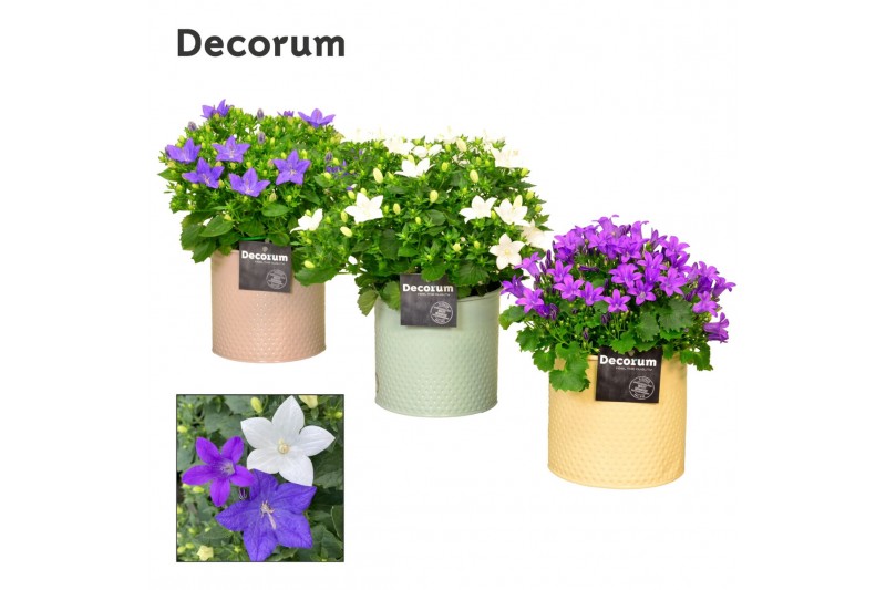 Campanula mix decorum zinc 