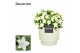 Campanula isoph. atlanta white decorum ivy 