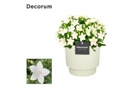 Campanula isoph. atlanta white decorum ivy