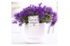 Campanula port. porto longlife pure ivy 