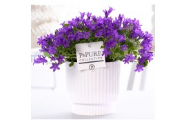 Campanula port. porto longlife pure ivy