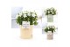 Campanula isoph. atlanta white pure zinc louise 