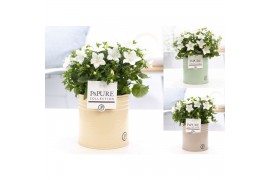 Campanula isoph. atlanta white pure zinc louise