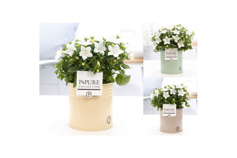 Campanula isoph. atlanta white pure zinc louise 