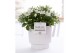 Campanula isoph. atlanta white pure ivy 