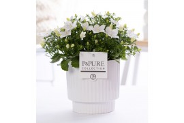 Campanula isoph. atlanta white pure ivy
