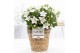 Campanula isoph. atlanta white pure basket 