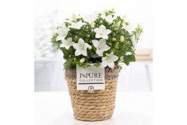 Campanula isoph. atlanta white pure basket