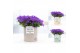 Campanula port. porto longlife pure zinc louise 