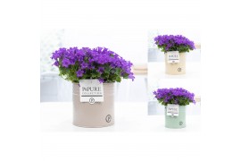 Campanula port. porto longlife pure zinc louise