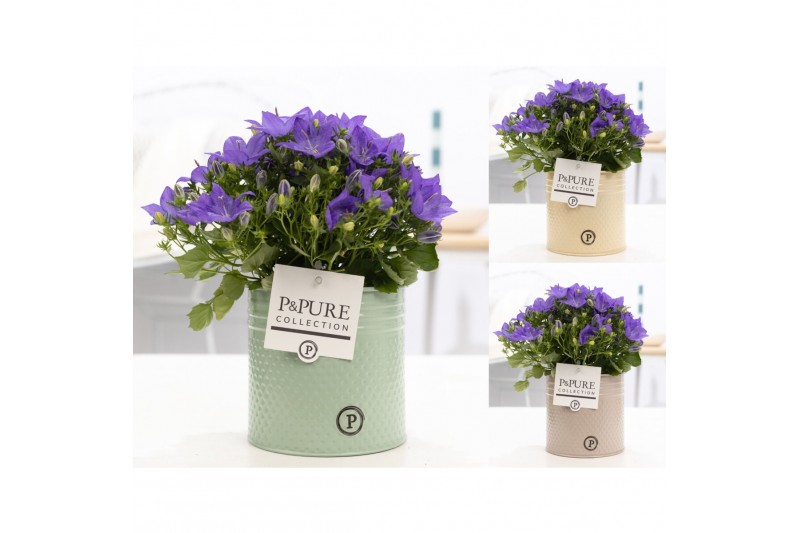 Campanula isoph. napoli pure zinc louise 
