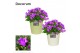 Campanula port. porto Campanula "Porto LL" Decorum Juliette 