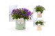 Campanula mix pure zinc louise 