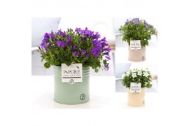 Campanula mix pure zinc louise