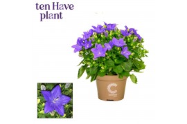 Campanula isoph. napoli