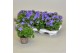 Campanula isoph. napoli 
