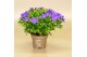 Campanula isoph. napoli 