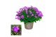 Campanula port. porto longlife 