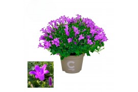 Campanula port. porto longlife