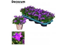 Campanula port. porto longlife tender decorum