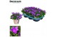 Campanula port. porto longlife tender decorum 