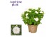 Campanula isoph. dublin white 