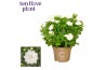 Campanula isoph. dublin white