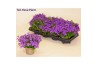 Campanula port. porto longlife bloeiend