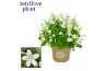 Campanula port. ice white